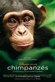 Chimpanzes